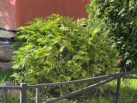 Cossack juniper or Juniperus sabina evergreen shrub with spreading green foliage