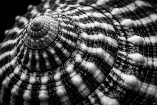 Closeup of Spiral Shell with Black and White Patterns