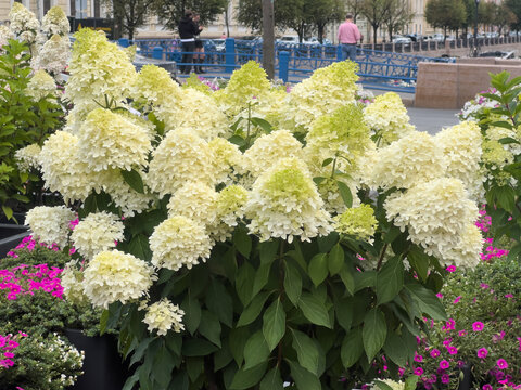 Panicle hydrangea Phantom or Hydrangea paniculata with large creamy white and green flower close-up