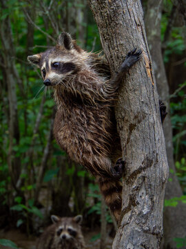 A curious raccoon, with wet feet and fur, looks toward something interesting after climbing up a tree in the swamps of Louisiana. 