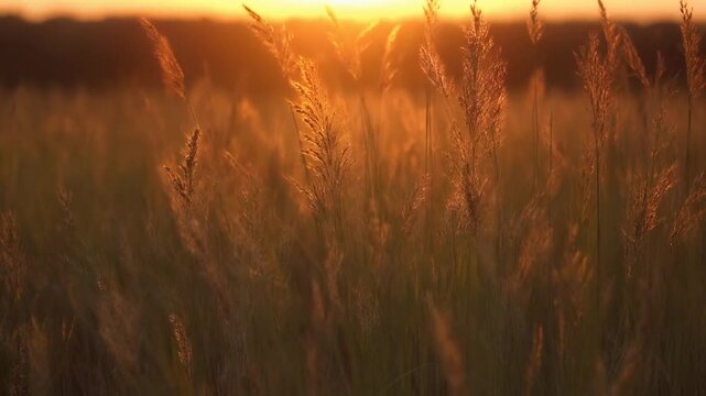 Golden hour sunlight illuminates tall, wispy grasses in a field, creating a warm, serene atmosphere during a breathtaking natural sunset spectacle that evokes feelings of peace and natural