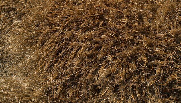 Closeup of Dried Grass in Warm Earthy Tones in Natural Light