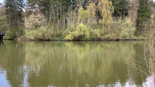 Amsterdan Forest, Calm riverside woodland reflection with gentle ripples, dense mixed trees, scalloped treetop silhouettes, muted green water, soft overcast light, serene natural shoreline scene