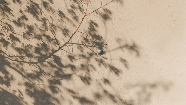 Shadows of Branches on a Textured Wall with a Blue Object