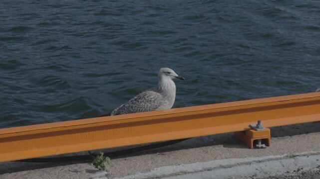 Young seagull standing on harbour quay behind orange beam near water