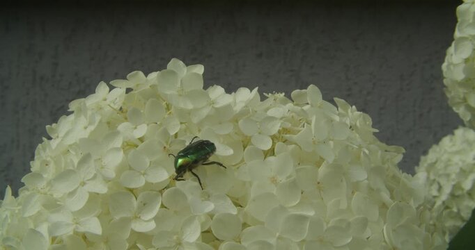 A metallic green rose chafer beetle moves across a blooming white hydrangea flower. Macro shot highlighting biodiversity and sustainability in a summer garden.