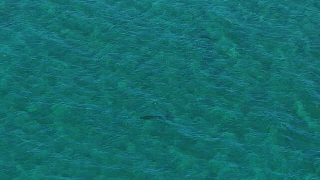 Aerial view of a fish swimming in the clear blue water in La Ventana, Mexico.