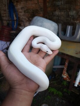 Ball Python snake with blue-eyed Leucistic morph.