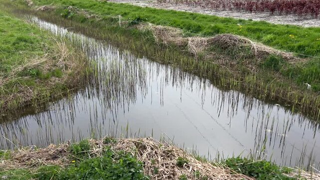 Amsterdan Forest, Amsterdan Forest drainage ditch with reflective water, upright reeds and grassy embankments, viewed from low oblique angle under soft overcast light, showing rural wetland textures