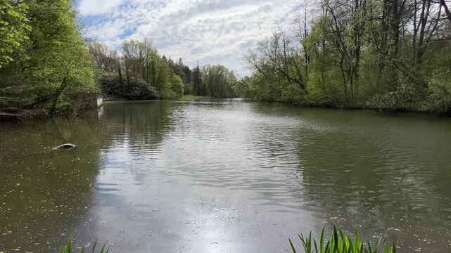 Amsterdan Forest, River landscape no action observed static scene, in natural outdoor setting with river and trees, with river, trees, sky, from a eye-level perspective perspective, with green, blue