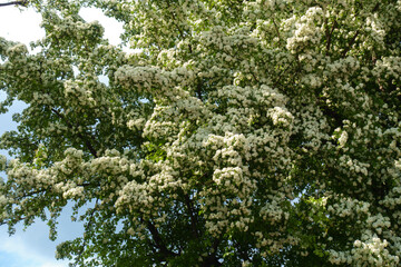 Fototapeta premium Lots of white flowers of one-seed hawthorn in mid May