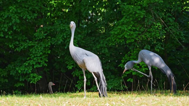 The Blue Crane, Grus paradisea, is an endangered bird specie endemic to Southern Africa. It is the national bird of South Africa