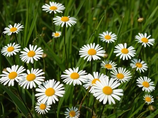 Fototapeta premium Simple white daisies with bright yellow centers and sturdy black stems growing amidst lush green grass, elegance, sunshine