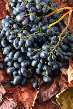 Blue grapes with dried-up vine leaves.