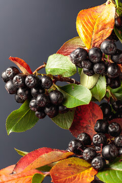 Black chokeberry (aronia melanocarpa) with leaves on a black background.