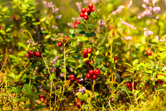 Red cowberry, lingonberry or partridgeberry in forest.