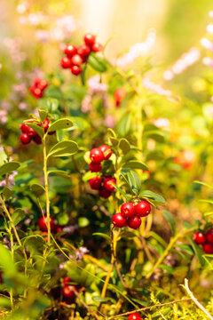 Red cowberry, lingonberry or partridgeberry in forest.