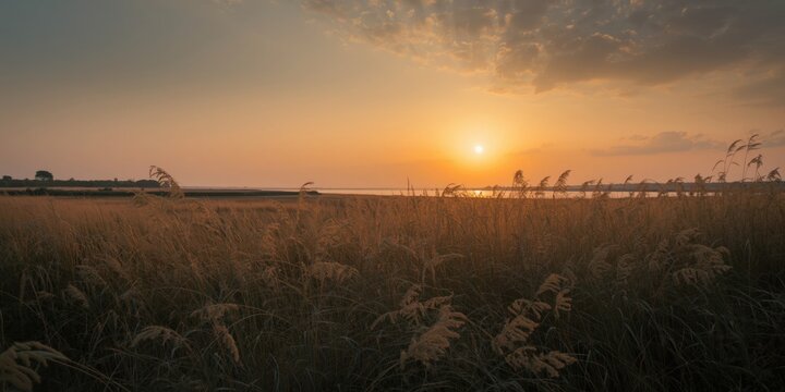 Golden Sunrise over Field Grass by a Calm Waterbody