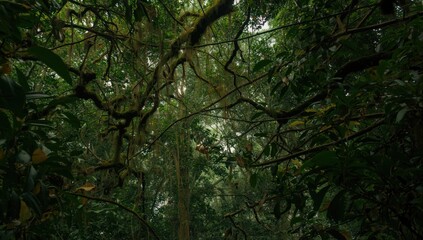 Fototapeta premium Dense Jungle Canopy with Twisting Branches and Soft Light
