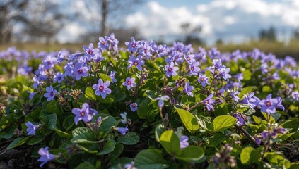 Obraz premium Violet Wildflowers Blooming in a Field Under Bright Blue Sky