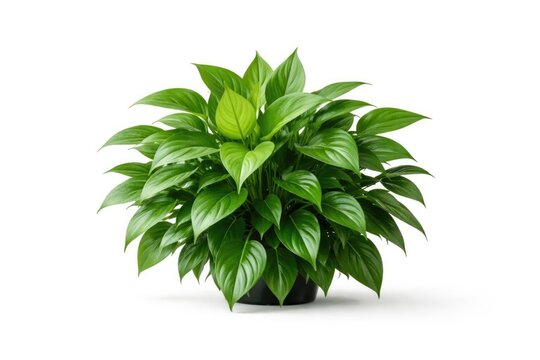 Pothos Plant in Black Pot - Isolated on White, Lush Green Foliage, Close-Up
