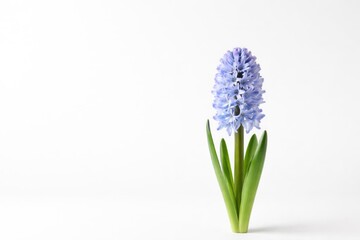 Obraz premium Single Purple Hyacinth Flower with Green Leaves Isolated on White Background