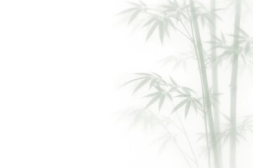 Fototapeta premium Bamboo Silhouettes Against a Soft White Background in a Calm Setting