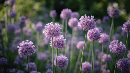 Obraz premium Purple Allium Flowers Blooming in a Garden at Sunset