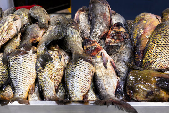 Fresh whole fish piled on a market counter at an oriental bazaar in Bukhara, Uzbekistan. Close-up of glistening carp displayed for sale, ideal for food industry and travel content.