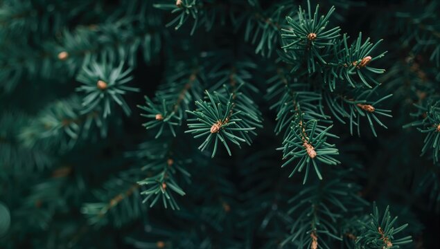 Green Pine Tree Branches Closeup with Natural Texture and Soft Lighting