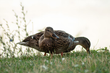 Fototapeta premium Horizontal candid wildlife photo of ducks foraging in grass real life photography