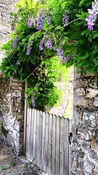Purple wisteria elegantly climbs over a rustic wooden gate framed by a stone wall. This picturesque setting is suitable for travel blogs and gardening websites.