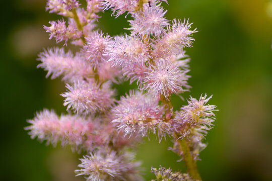 Horizontal close-up botanical photo of soft pink astilbe flowers real life photography