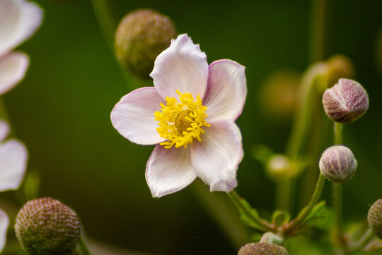 Horizontal soft-focus botanical photo of white anemone with round buds real life photography
