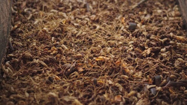 Black soldier fly larvae (BSFL), Hermetia illucens, actively feeding and wriggling through decomposing organic food waste, demonstrating natural biological waste breakdown and recycling.