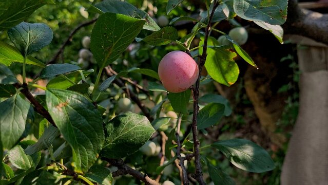 Close-up of a womans hand picking a ripe Greengage (Reine Claude) plum from a fruit tree branch in a rural orchard in Iasi, Romania.