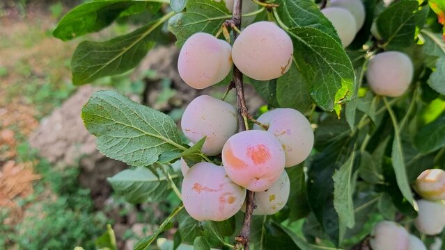 Close-up of ripening pale green and pinkish Greengage (Reine Claude) plums hanging on a branch in a rural orchard in Iași, Romania.
