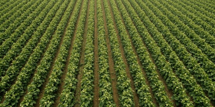Aerial View of Lush Green Crop Fields with Rows of Plants