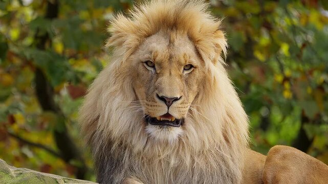 Majestic male lion with flowing mane rests in natural habitat