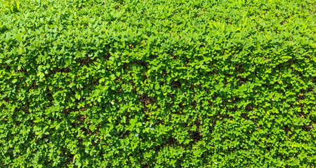 Lush green hedge bush leaves texture background surface natural plant wall