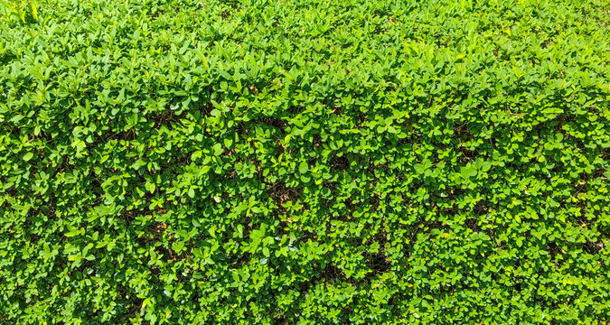 Lush green hedge bush leaves texture background surface natural plant wall