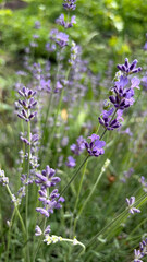 Obraz premium Lavender in the garden, Blooming in a Green Garden