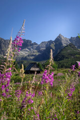 Hala Gąsienicowa-Tatry © SarahPictures