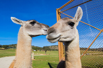 Guanacos (Lama guanicoe) © Alberto Giron 