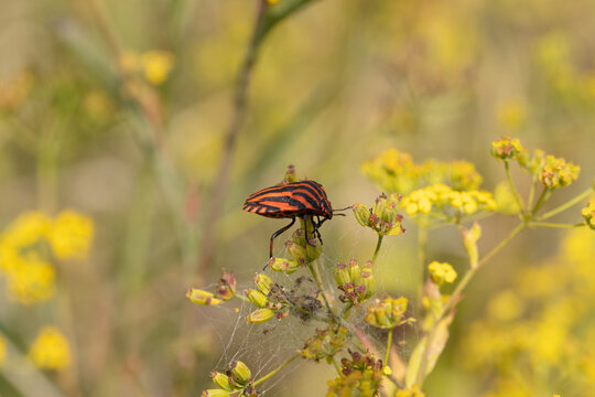 Punaise arlequin (Graphosoma lineatum)
Graphosoma lineatum on an unidentified flower or plant
