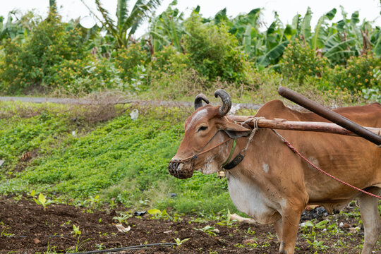 Indian farmers ploughing a cultivated agricultural field with oxen
