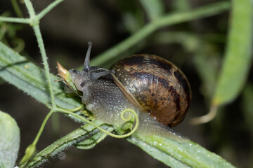 Escargot petit-gris (Cornu aspersum) Cornu aspersum in its natural element  © Eric