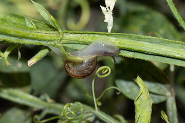 Escargot petit-gris (Cornu aspersum) Cornu aspersum in its natural element  © Eric
