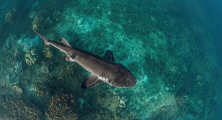 Fototapeta premium Blacktip Reef Shark Swimming Above Coral Reef in Clear Tropical Waters