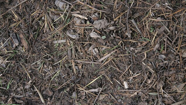 Forest Floor Covered with Dry Leaves and Pine Needles in Natural Light